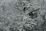 Image d'arbres enneigs  l'ore de la fort en Haute Savoie