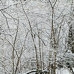 Photo de sous bois enneigs