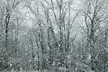 Photo de flocons sur la fort en Haute Savoie