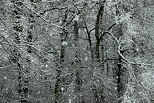 Photo de neige sur la forêt en Haute Savoie