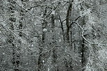 Photo de neige sur la fort en Haute Savoie