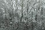 Photo of forest edge under snow storm