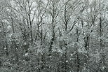 Photographie d'une tempte de flocons en bordure de fort