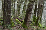 Image of trees in the forest at the begining of springtime