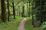 Photograph of springtime on the forest path along Usses river in Frangy