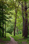 Image d'un chemin à travers la forêt qui borde les Usses