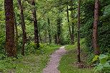 Picture of a little path in springtime forest along Usses river in Frangy