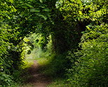 Image d'un sentier sous la verdure printanire