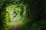 Photo d'un sentier sous les arbres dans la campagne de Haute Savoie