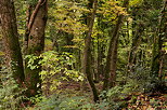 Picture of the autumn colors in the forest of Vuache mountain