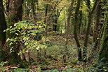 Image de sous bois en automne sur les pentes du Vuache à Savigny