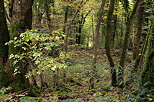 Image de sous bois en automne sur les pentes du Vuache  Savigny