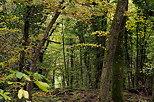 Photographie des couleurs d'automne dans la fort du Vuache en Haute Savoie