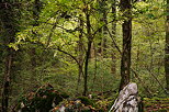 Photographie de l'automne en sous bois dans la forêt du Vuache
