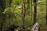 Image of a warm autumn light in the forest of Vuache mountain