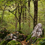 Photo of the underwood autumn light in the forest of Vuache mountain