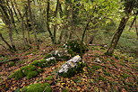 Photographie de sous bois en automne dans la forêt de Savigny en Haute Savoie