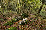 Photograph of the autumn mood in the forest of Vuache mountain