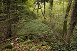 Image de la nature en automne dans la fort de la montagne du Vuache