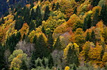 Photo de la palette des couleurs de l'automne sur la fort des montagnes autour de Bellevaux