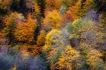 Double exposition sur les couleurs d'automne de la forêt de Bellevaux