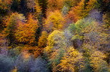 Double exposition sur les couleurs d'automne de la fort de Bellevaux