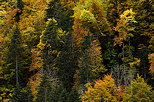 Image de feuillus et de conifres en automne dans les montagnes du Chablais