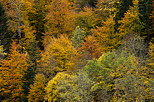 Photographie des couleurs d'automne sur les feuillus de la fort de Bellevaux en Haute Savoie