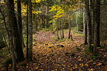 Image du sentier dans la fort au bord du lac de Vallon  Bellevaux