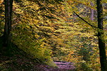 Photo de l'ambiance d'automne sur le sentier de la cascade de la Diomaz à Bellevaux