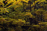 Image des couleurs d'automne sur les arbres de la forêt de Bellevaux en Haute Savoie