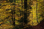 Photographie d'un sentier  travers la fort d'automne en Haute Savoie