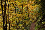 Photographie d'un petit chemin à travers la forêt d'automne en Haute Savoie