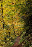 Image of a path through the autumn forest near Bellevaux