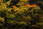 Image d'un automne flamboyant dans la fort de Bellevaux en Haute Savoie