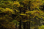 Photo d'arbres parés de leur feuillage d'automne dans la forêt de Bellevaux