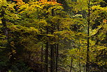 Photo de l'ambiance d'automne dans la fort de Bellevaux en Haute Savoie