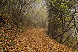 Photograph of autumn mist and colorful leaves on a little path