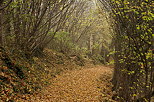 Image d'un chemin à travers un sous bois d'automne