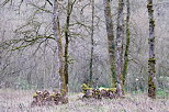 Image des prmices du printemps dans la fort au bord des Usses