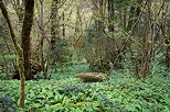 Image of springtime greenery in forest around Valserine river