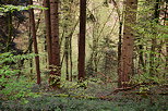 Photo of springtime in Massif des Bauges forest near Hery sur Alby