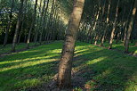 Image d'une plantation de peupliers dans la fort domaniale de Chautagne