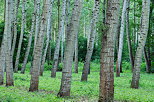 Image of poplars trees in Chautagne state forest