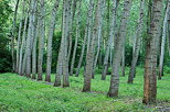 Photograph of the rows of poplars trees in Chautagne forest