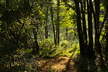 Image of the summer light in Chilly forest