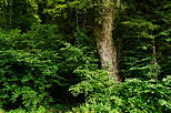 Image of trees at the forest edge in Chilly