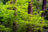 Photo of coniferous trunks surrounded by green beech leaves