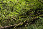 Photo of fallen trees and green leaves in the forest around Chilly