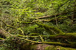 Picture of fallen trees in the green forest around Chilly